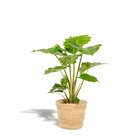 L'alocasia portodora et son panier naturel - h80cm, ø21cm - grande plante d'intérieur