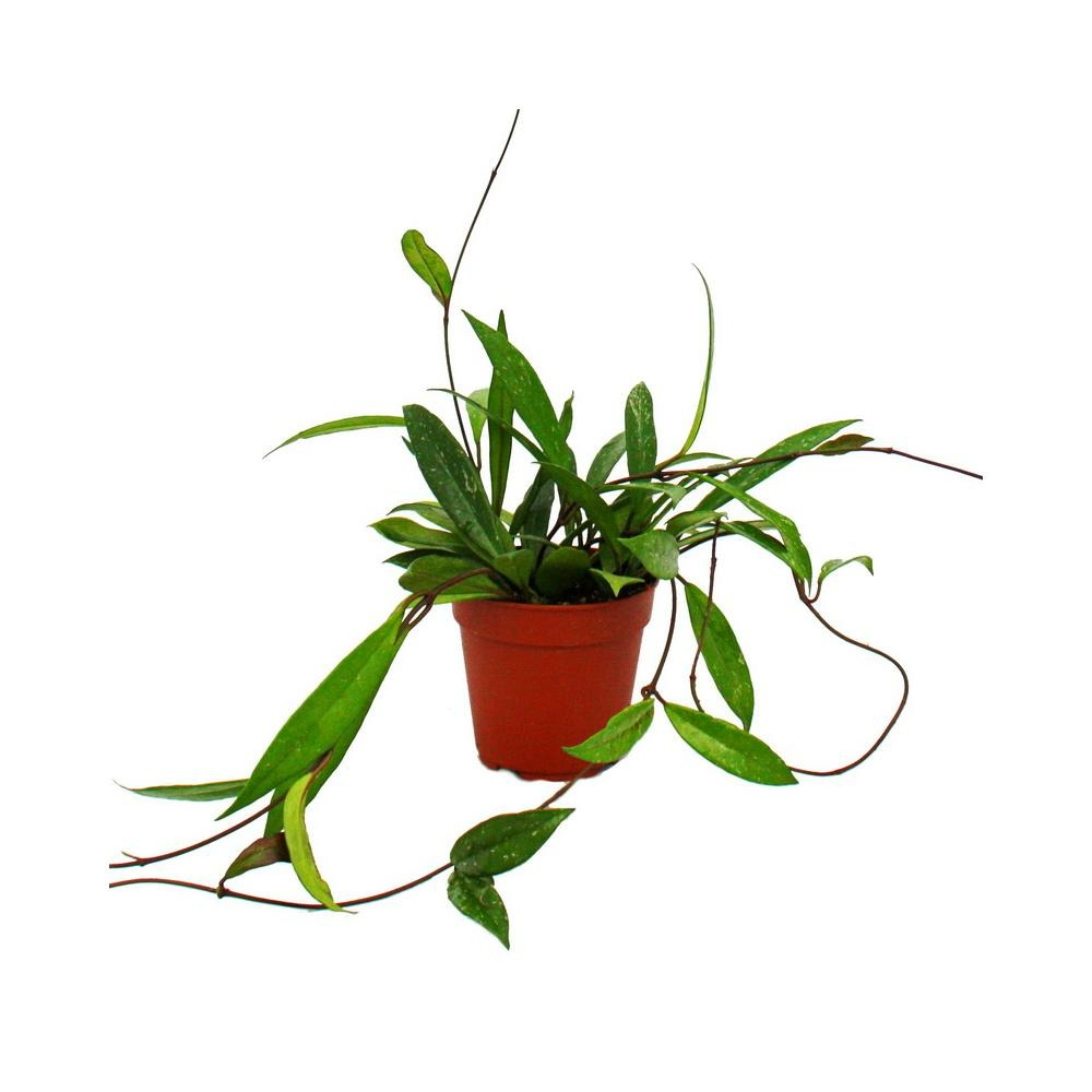 Plante d'intérieur à suspendre - hoya pubicalyx - fleur en porcelaine - fleur en cire 12cm