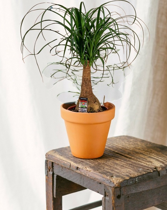 Beaucarnea nolina 60cm - plante d'intérieur