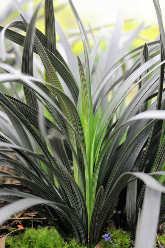 Ophiopogon 'black beard ?' - en pot de 2 litres