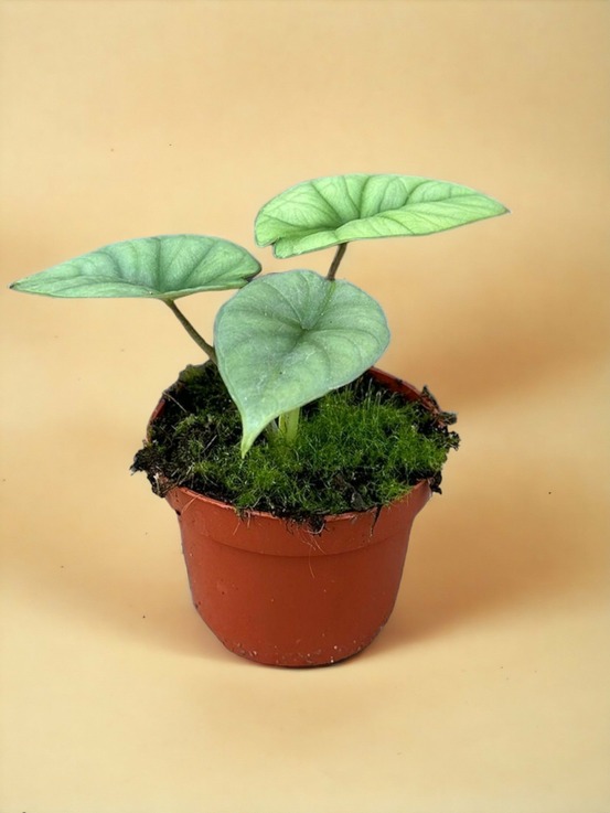 Alocasia platinum