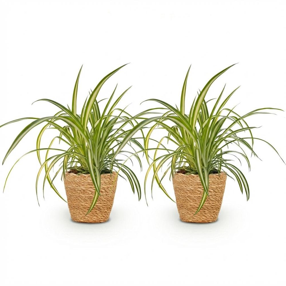 Chlorophytum comosum variegatum - pet-friendly - plante araignée - pot de 12cm - hauteur 20-30cm