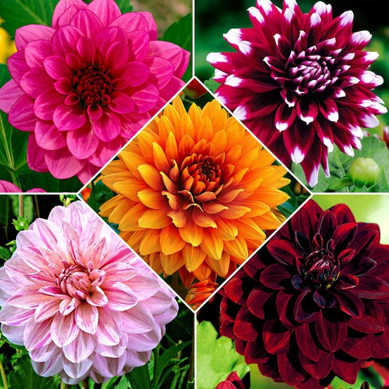 5 dahlias à grandes fleurs en mélange - le sachet de 5 bulbes / calibre i