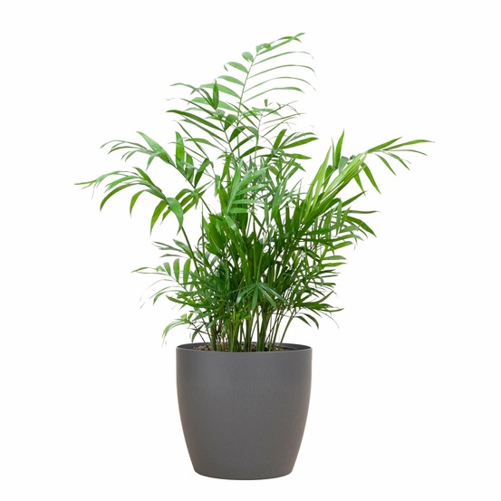Chamadorea elegans et son pot gris - hauteur 55cm