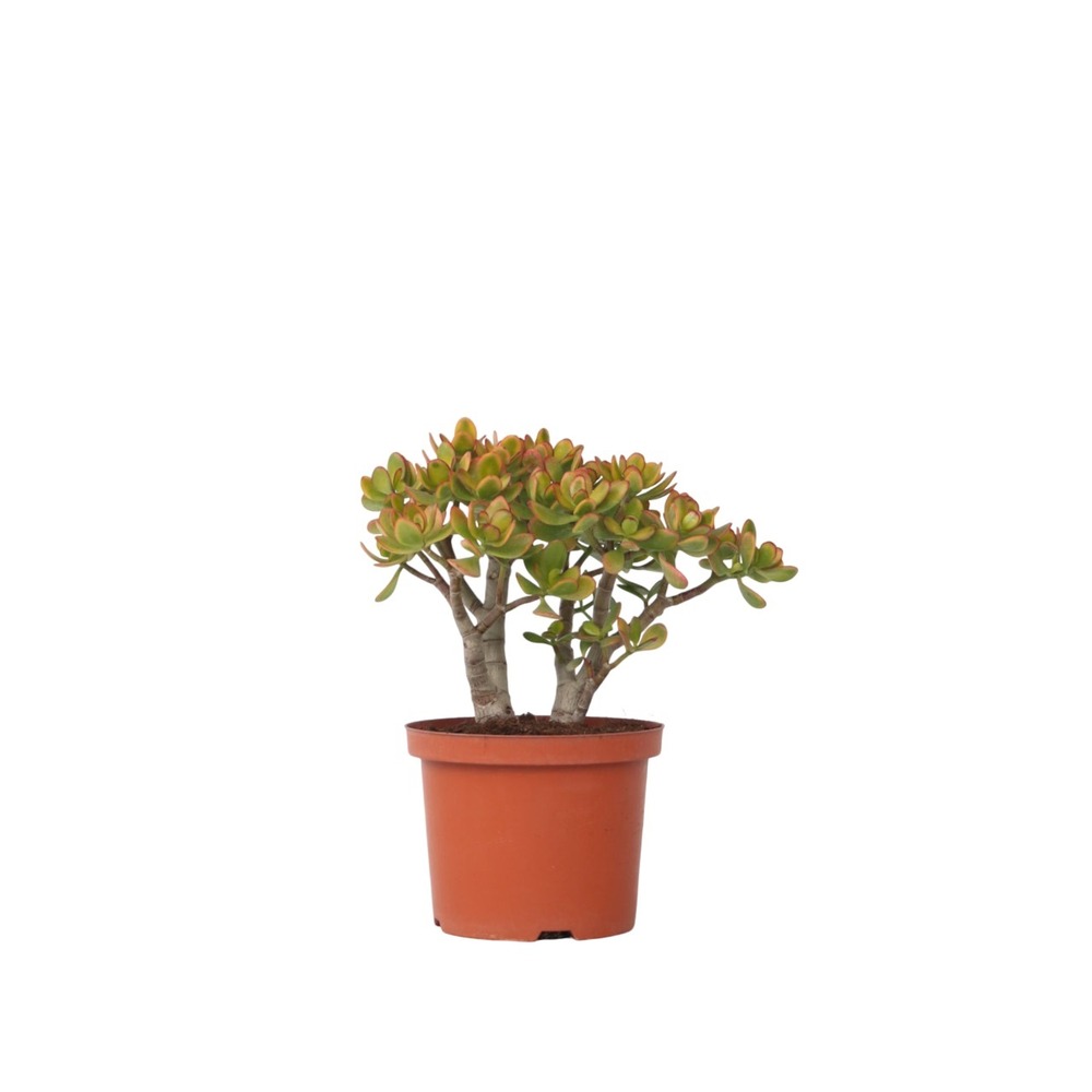 Arbre de jade - crassula ovata 'sunset' - hauteur 30-35cm - ⌀17cm