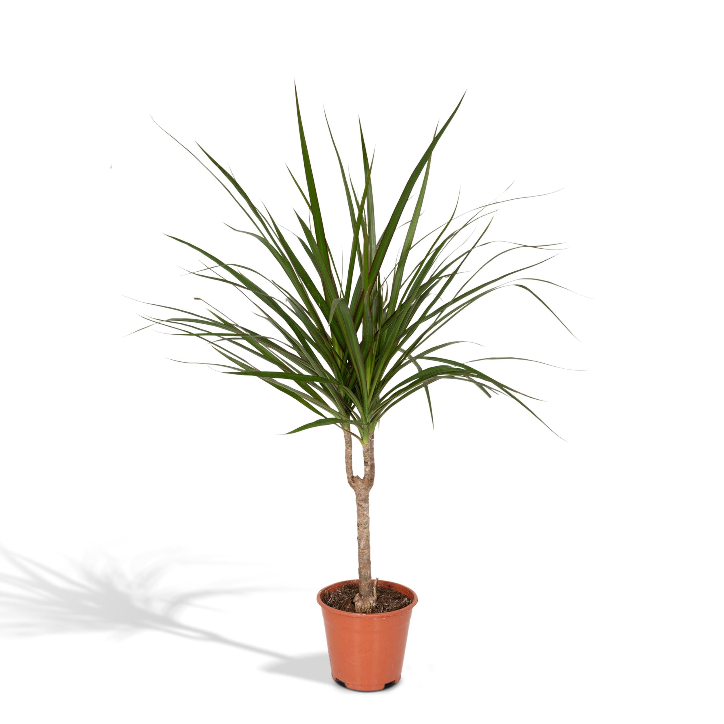 Plante d'intérieur - dracaena marginata 70cm