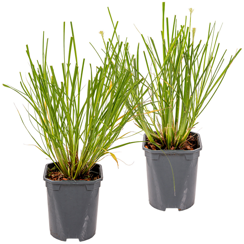 2x pennisetum 'hameln' - herbe à abat-jour - graminées ornementales - rustique - ⌀13 cm - ↕15-20 cm
