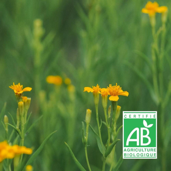 Estragon du mexique - sans traitement godet - 5/20 cm