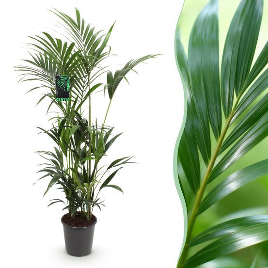 Howea forsteriana - kentia palm - pot de 27cm - hauteur 160-170cm - plantes d'intérieur