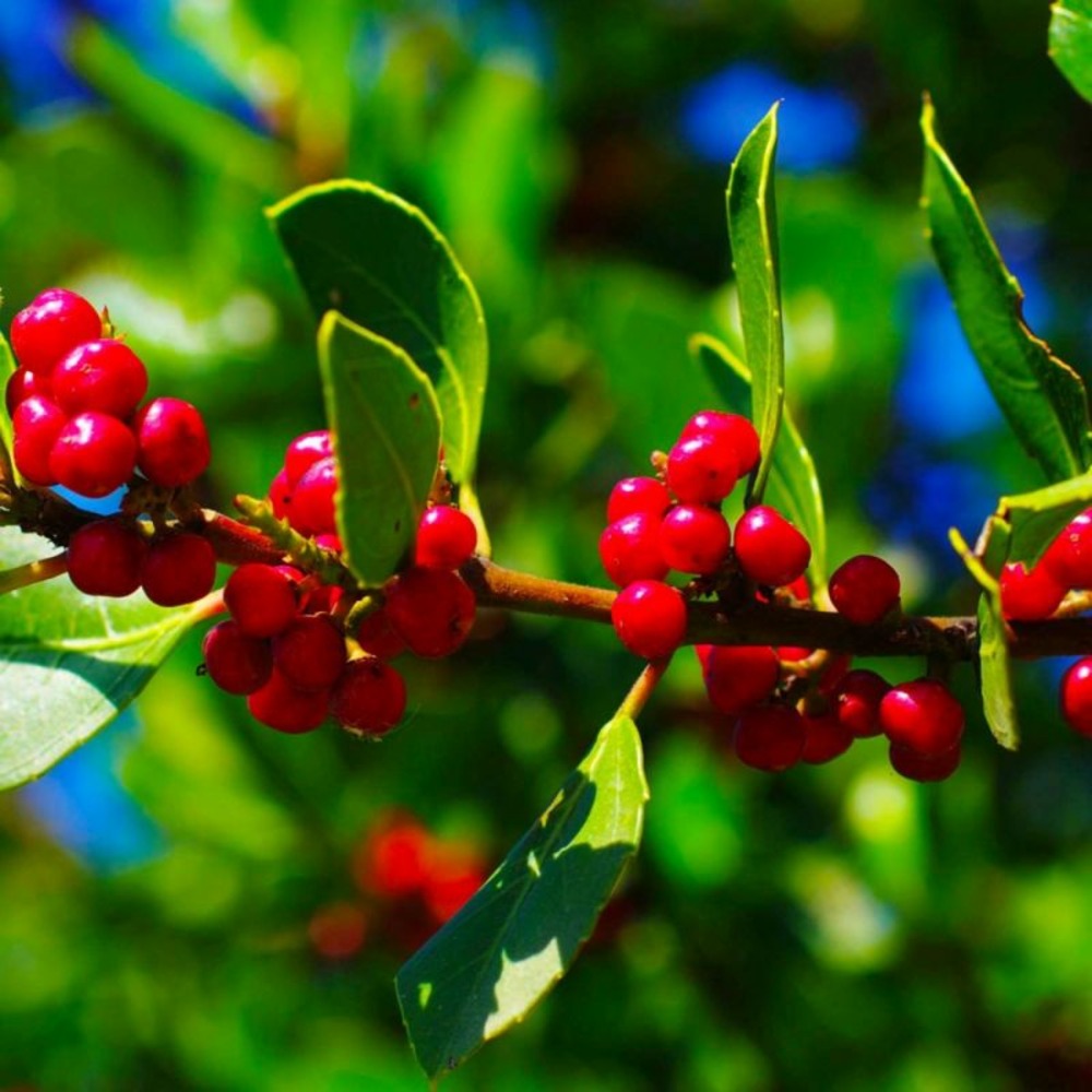 NERPRUN ALATERNE GF H13A25-(766566)