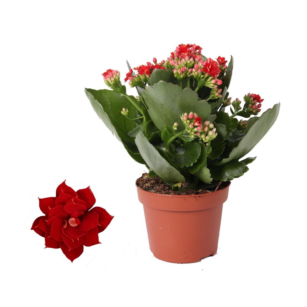 Kalanchoe rosalina rouge - ø12cm - ↕27cm - plante d’intérieur