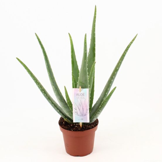 Aloe vera p14 - ø14cm - ↕45cm - plantes d'intérieur