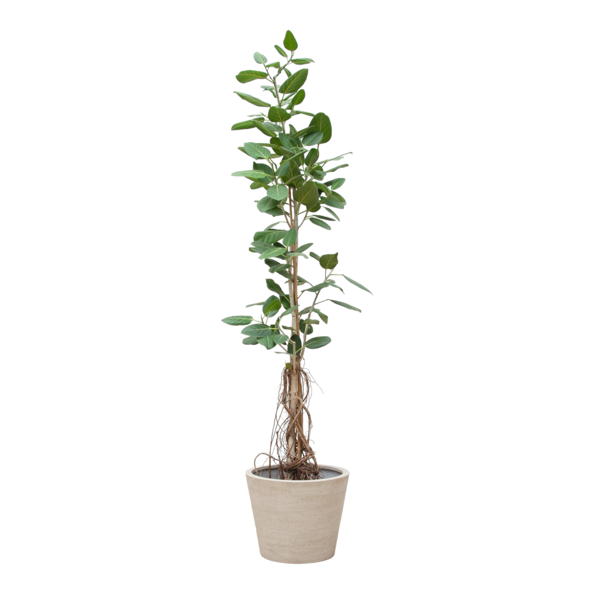 Ficus benghalensis audrey