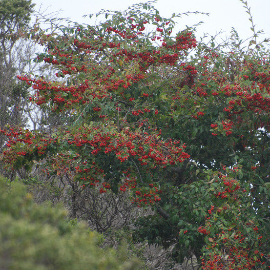 Cotoneaster lacteus godet de 8/9 cm