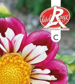 dahlia label rouge