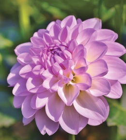 fleur dahlia