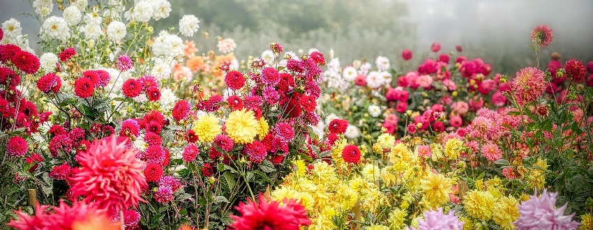 fleurs dahlias