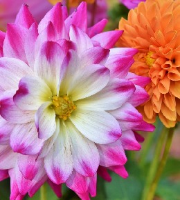 dahlia
