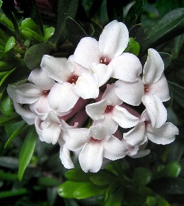 Daphné  : plantation, entretien et taille