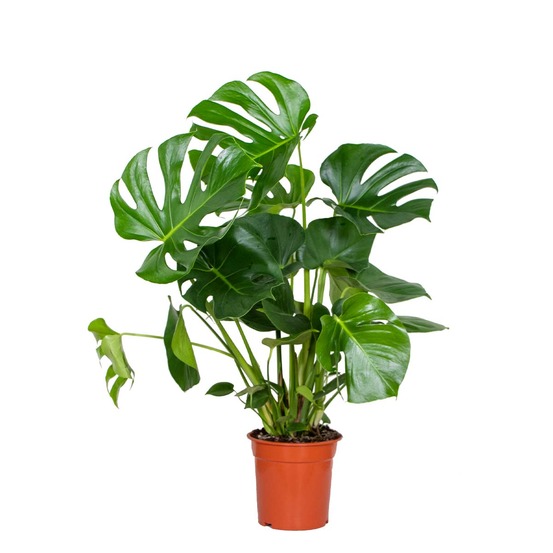 Monstera deliciosa - plante à trous - plantes d’intérieur - hauteur 70-80 cm - pot 21 cm