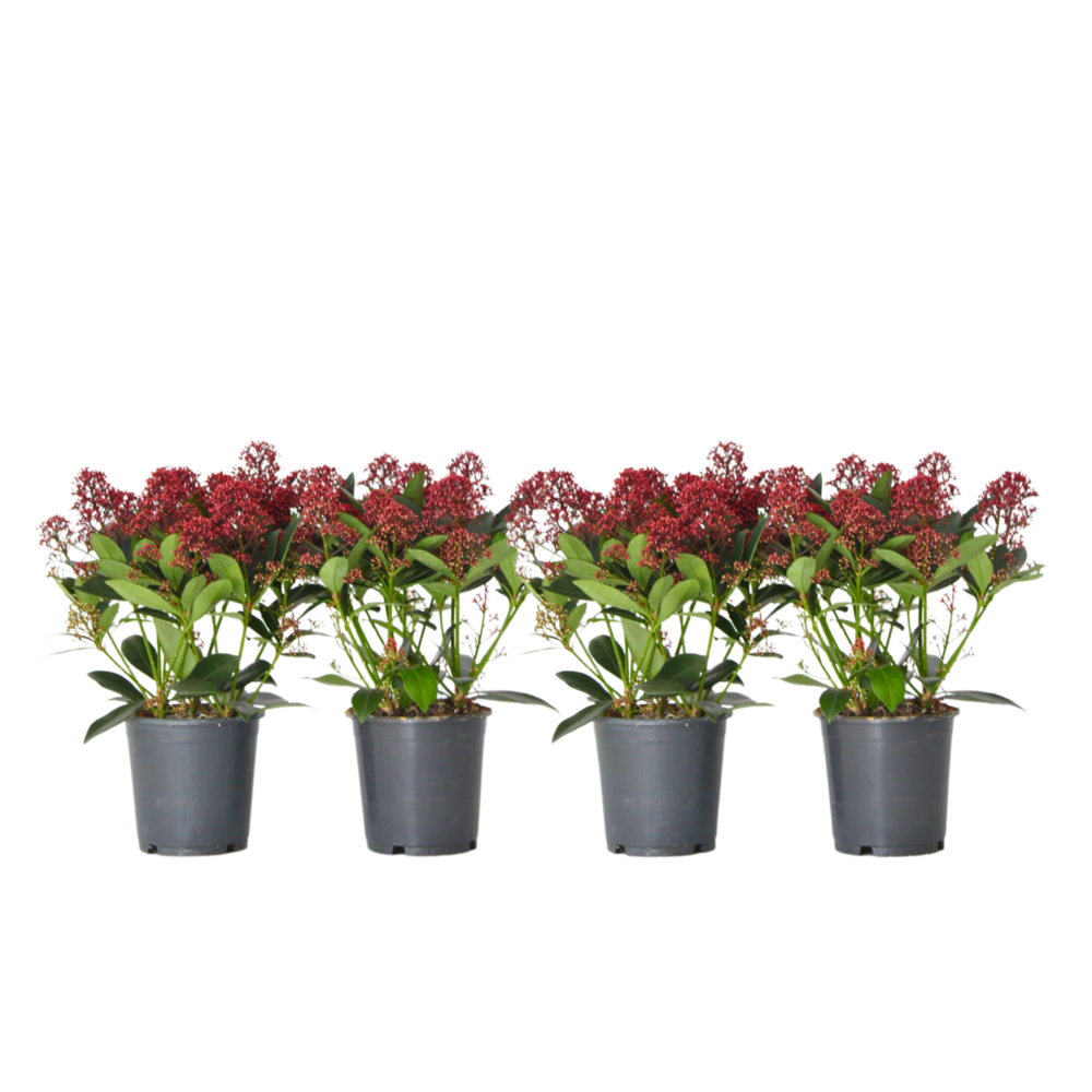 Arbuste à fleurs - set de 4 - skimmia japonica 'rubella' - h35-45cm - ⌀15cm