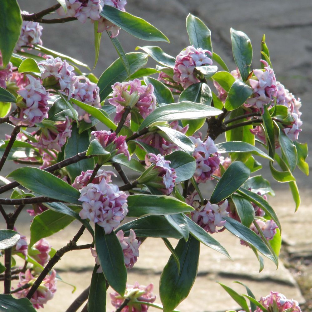 Bois-joli odorant 'aureomarginata' pot de 7,5l/10l