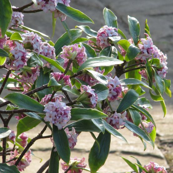 Bois-joli odorant 'aureomarginata' pot de 7,5l/10l