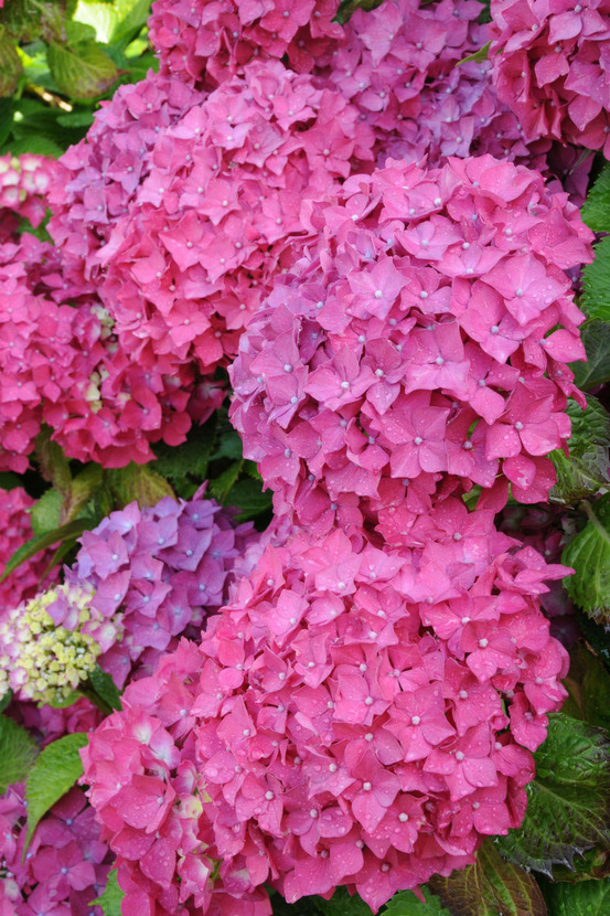 Hortensia 'rosita' - en pot de 2 litres
