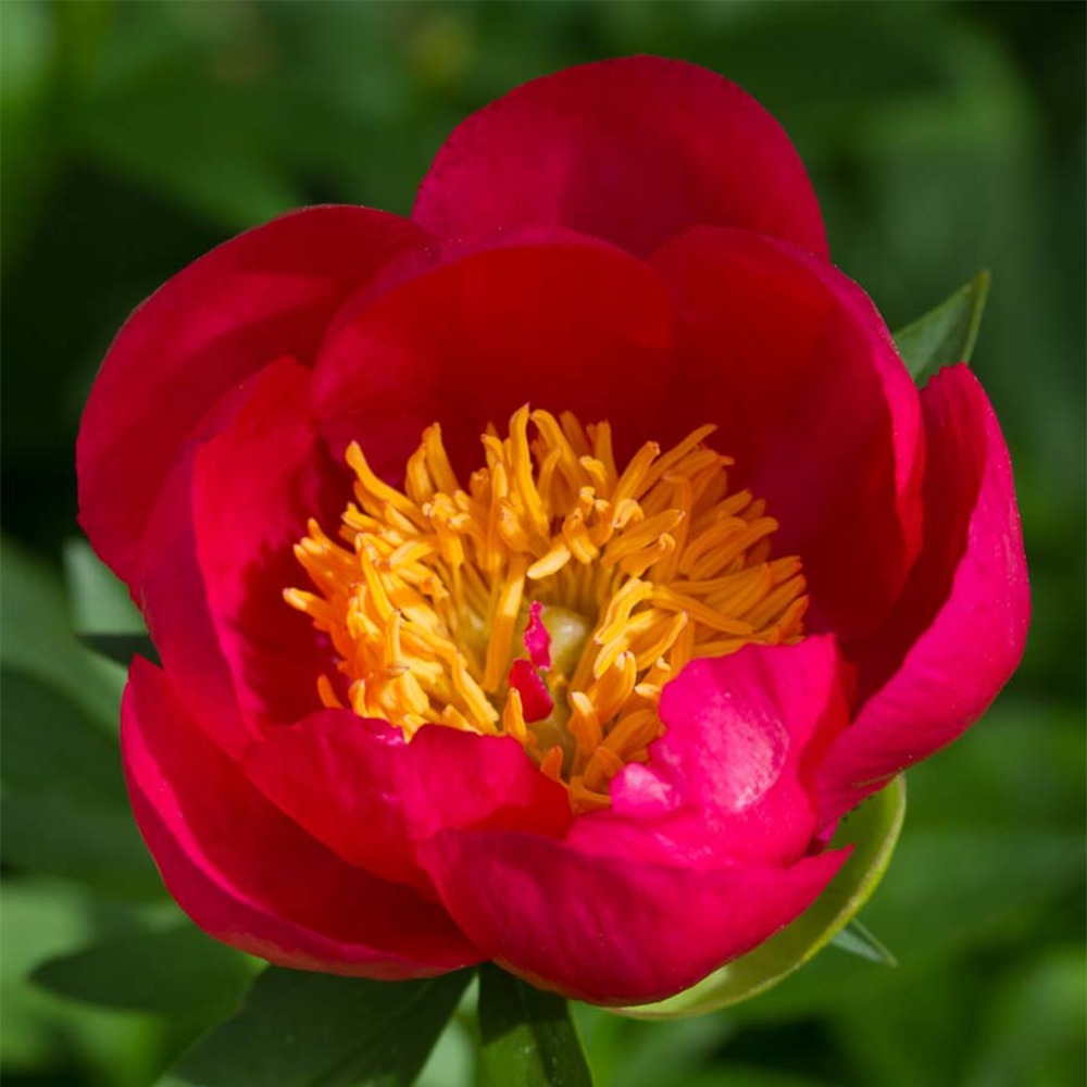 Pivoine hybride 'flame' pot de 3l/4l