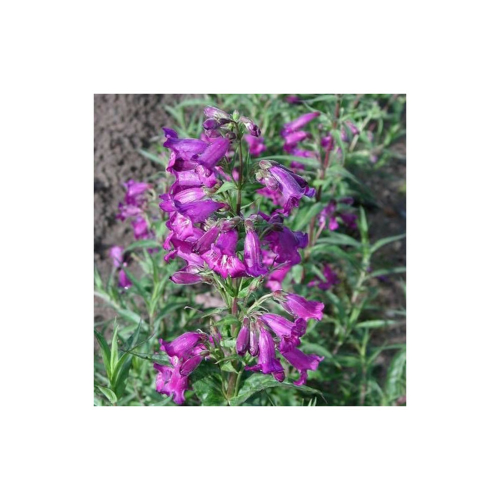 Penstemon midnight lot de 9 godets