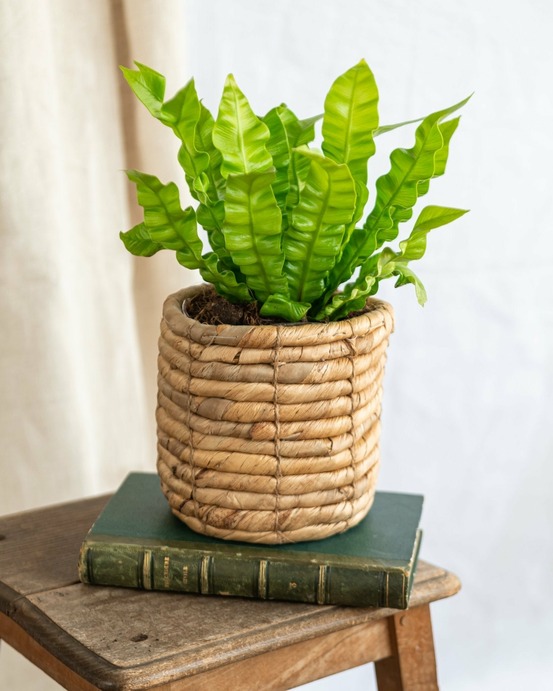 Asplenium crispy wave 25cm - plante d'intérieur