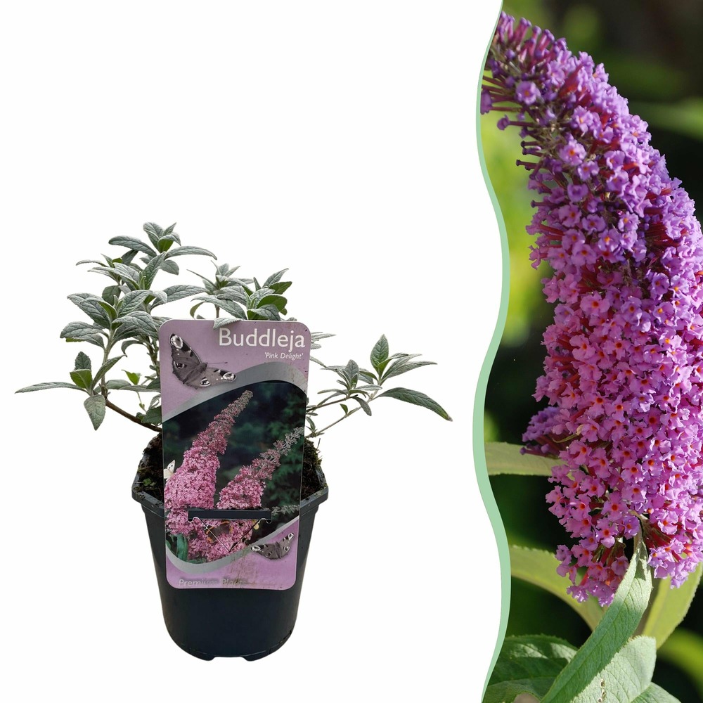 Buddleja davidii pink delight – pot 17 cm – hauteur 25 cm