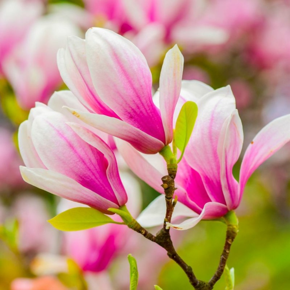 Magnolia 'george henry kern' (magnolia 'george henry kern')
