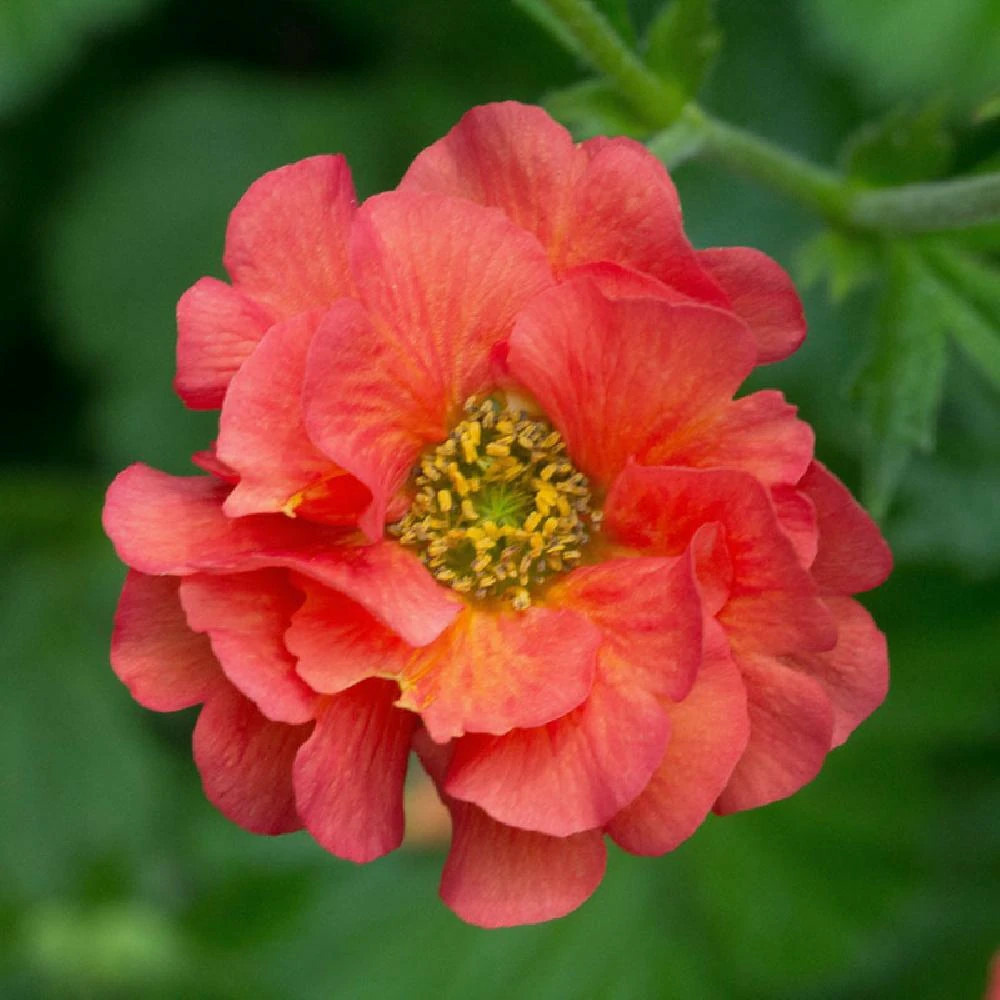 Benoîte coral tempest godet - 5/20 cm