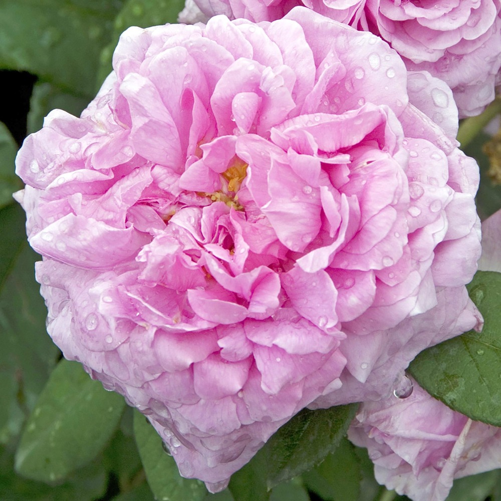 Rosier ancien portland 'comte de chambord' pot de 4l/5l