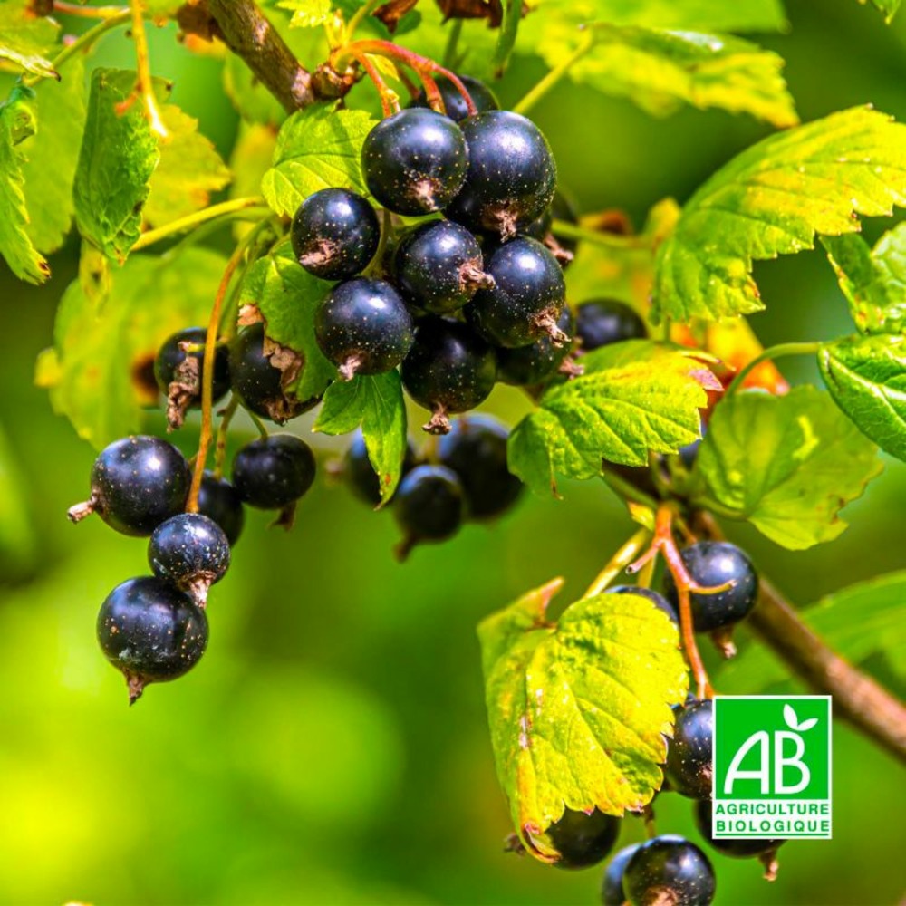 Cassis 'noir de bourgogne' bio (ribes nigrum 'noir de bourgogne')