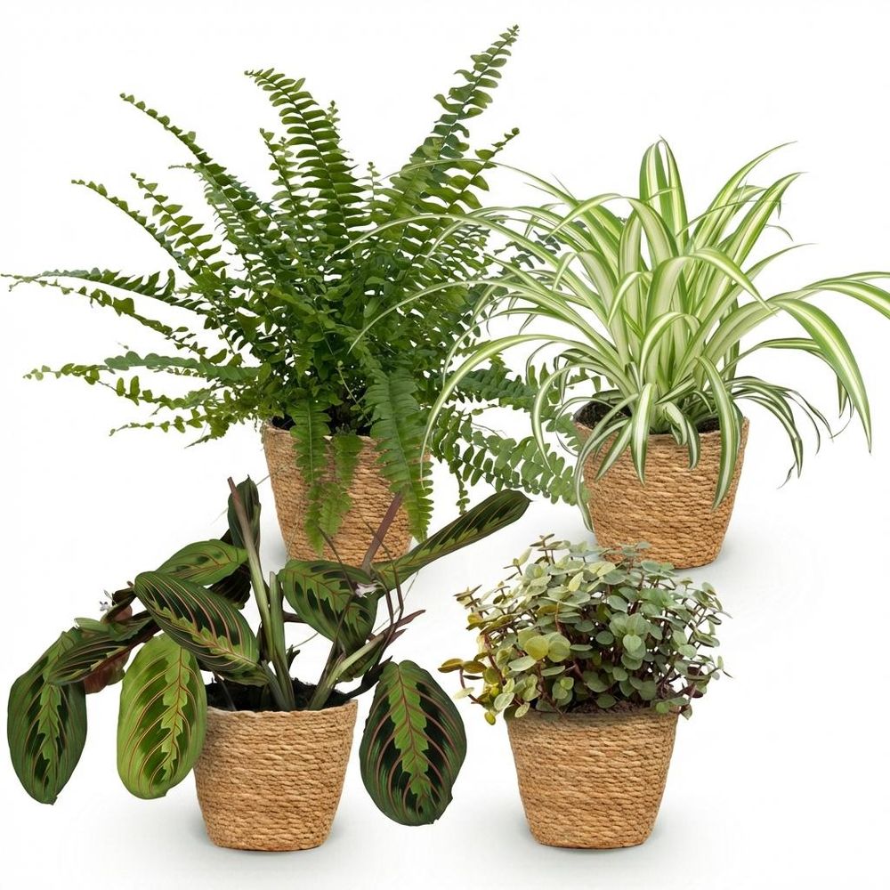 Chlorophytum - maranta - calissia - nephrolepsis - pet-friendly - pot de 12cm - hauteur 25cm