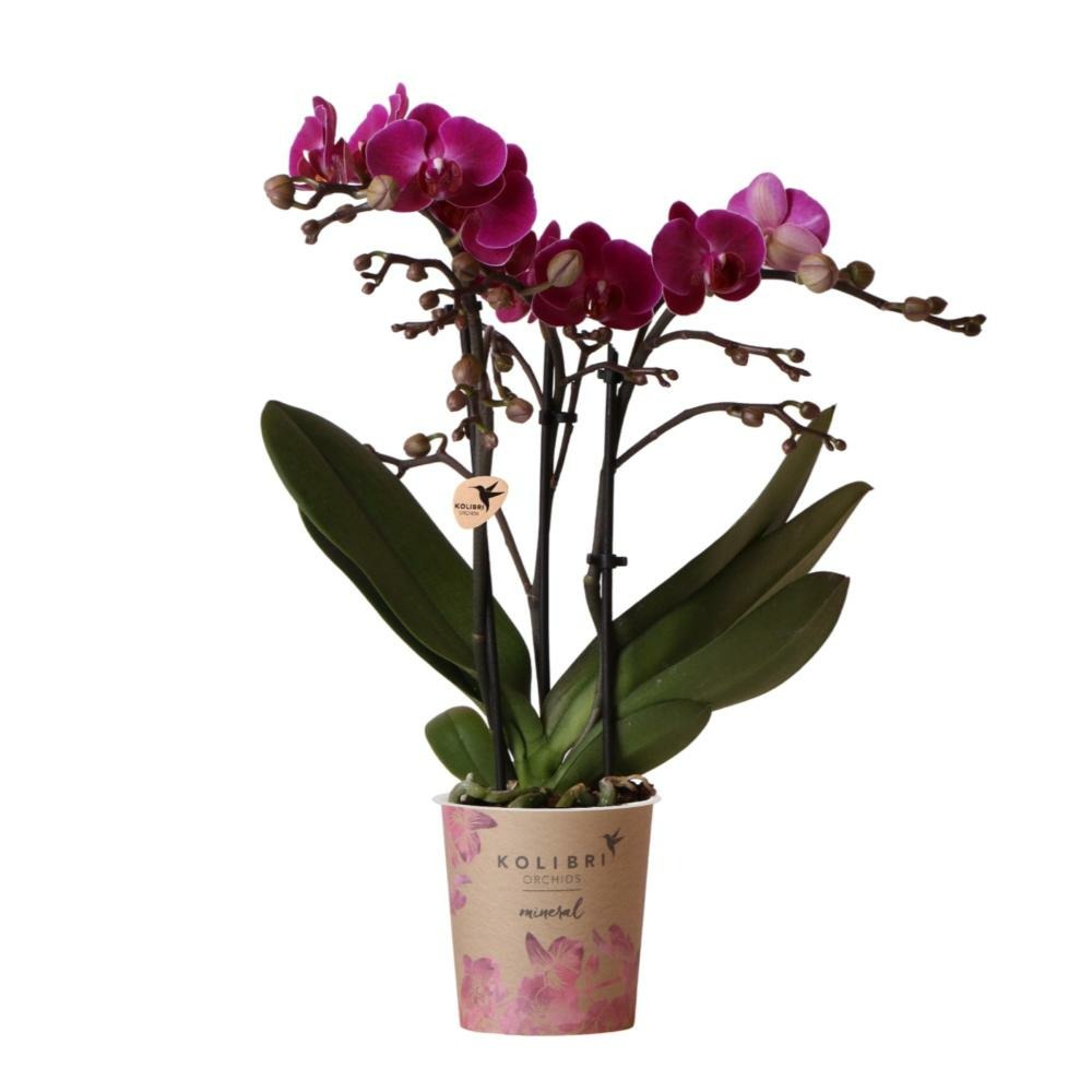 Orchidée violette et son cache-pot - h35cm, ø9cm 35cm - plante d'intérieur
