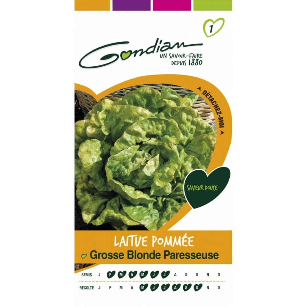 Laitue pommée grosse blonde pareesseuse