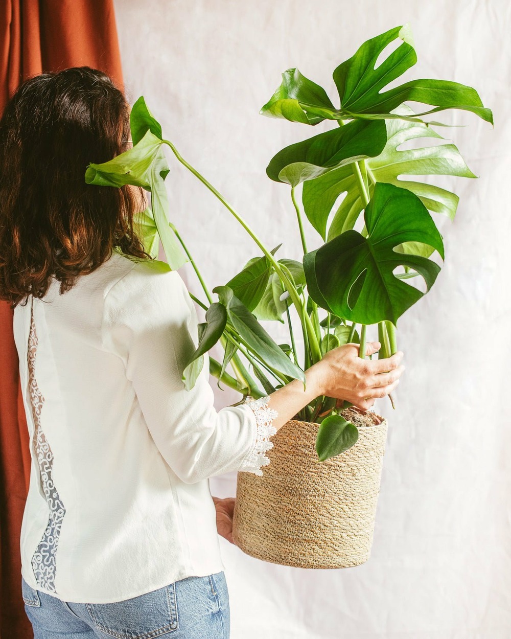 Monstera deliciosa 60cm - plante d'intérieur