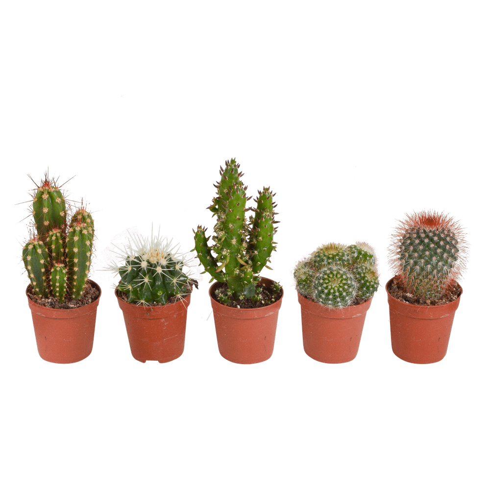 Mélange de cactus 5,5 cm - 5x - sans pot - ↕13cm - plantes d'intérieur
