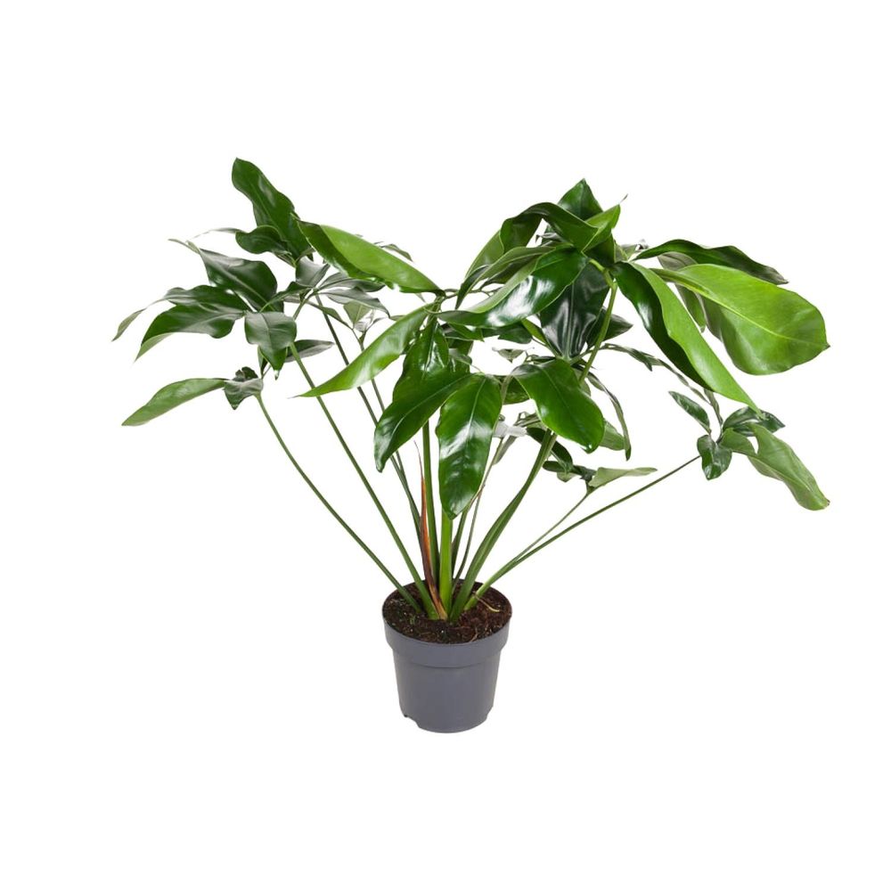 Philodendron green wonder - ø24cm - ↕100cm - plantes d'intérieur