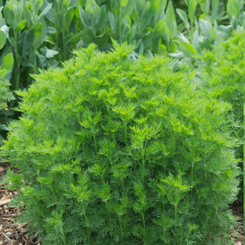 Aurone abrotanum godet - 5/20 cm