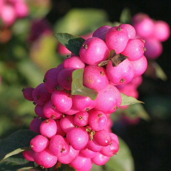 Symphorine magical® temptation 'kolmatemta', symphoricarpos godet - 5/20 cm