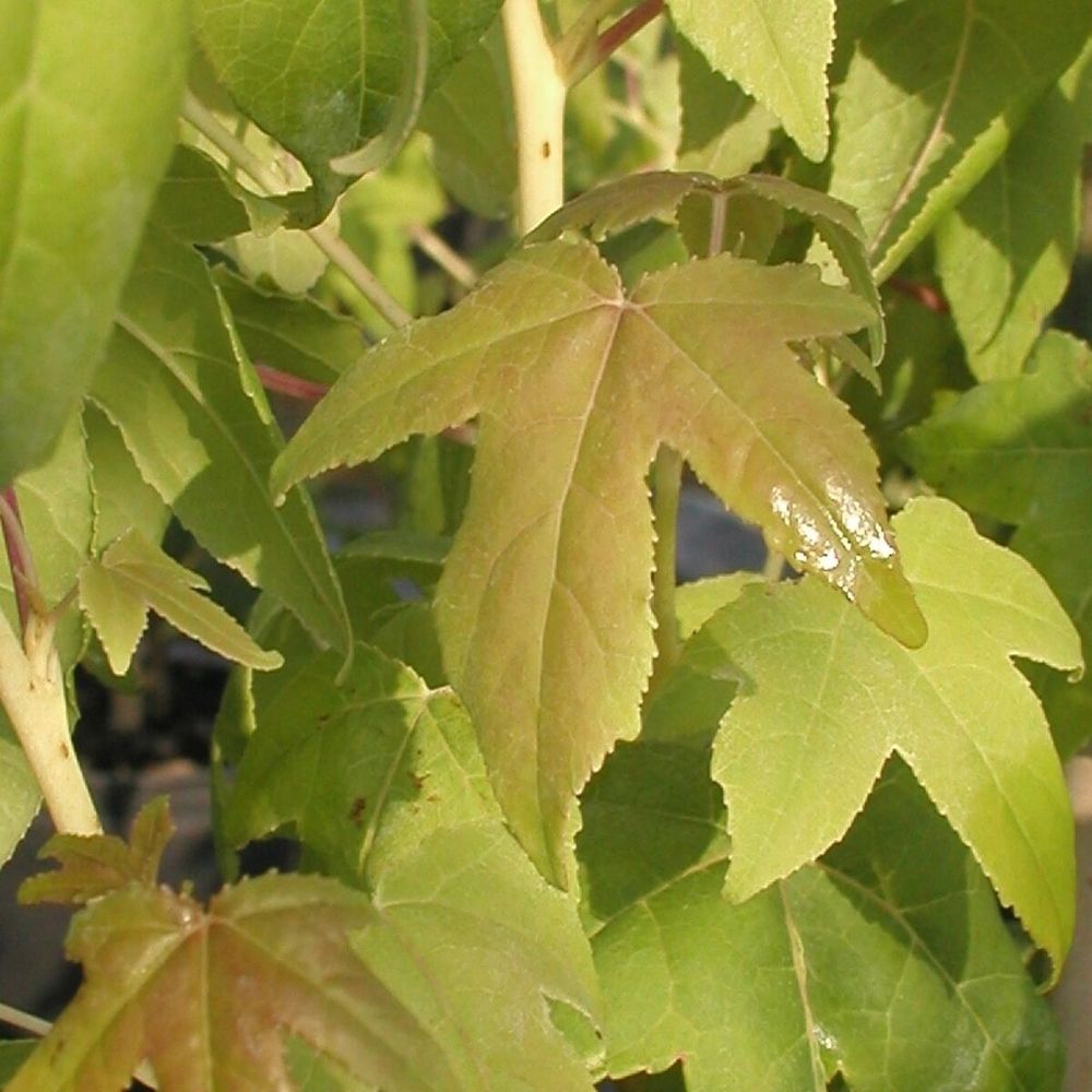 Copalme d'amérique golden sun, liquidambar pot de 15l - baliveau