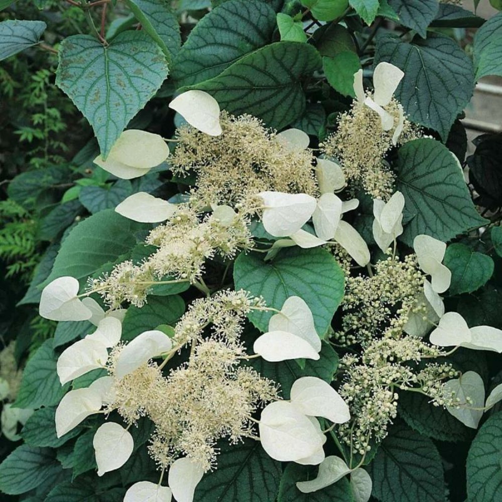 Hortensia grimpant moonlight pot de 1,5l - tuteur bambou 30/60 cm