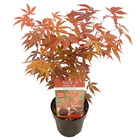 Acer palmatum 'atropurpureum' - érable du japon - arbuste - rustique - ⌀15 cm - ↕35-45 cm
