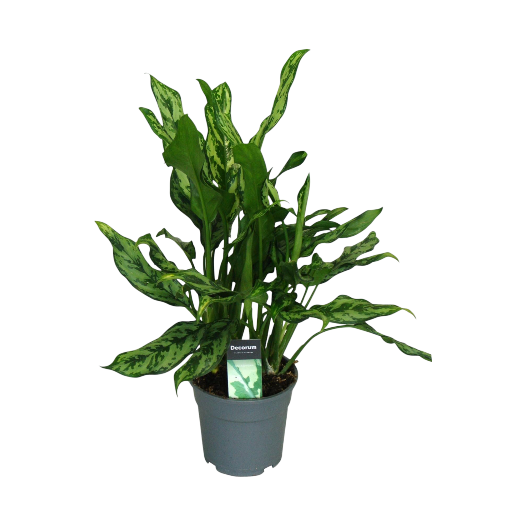 Plante d'intérieur - aglaonema 'miss julliette' 55cm