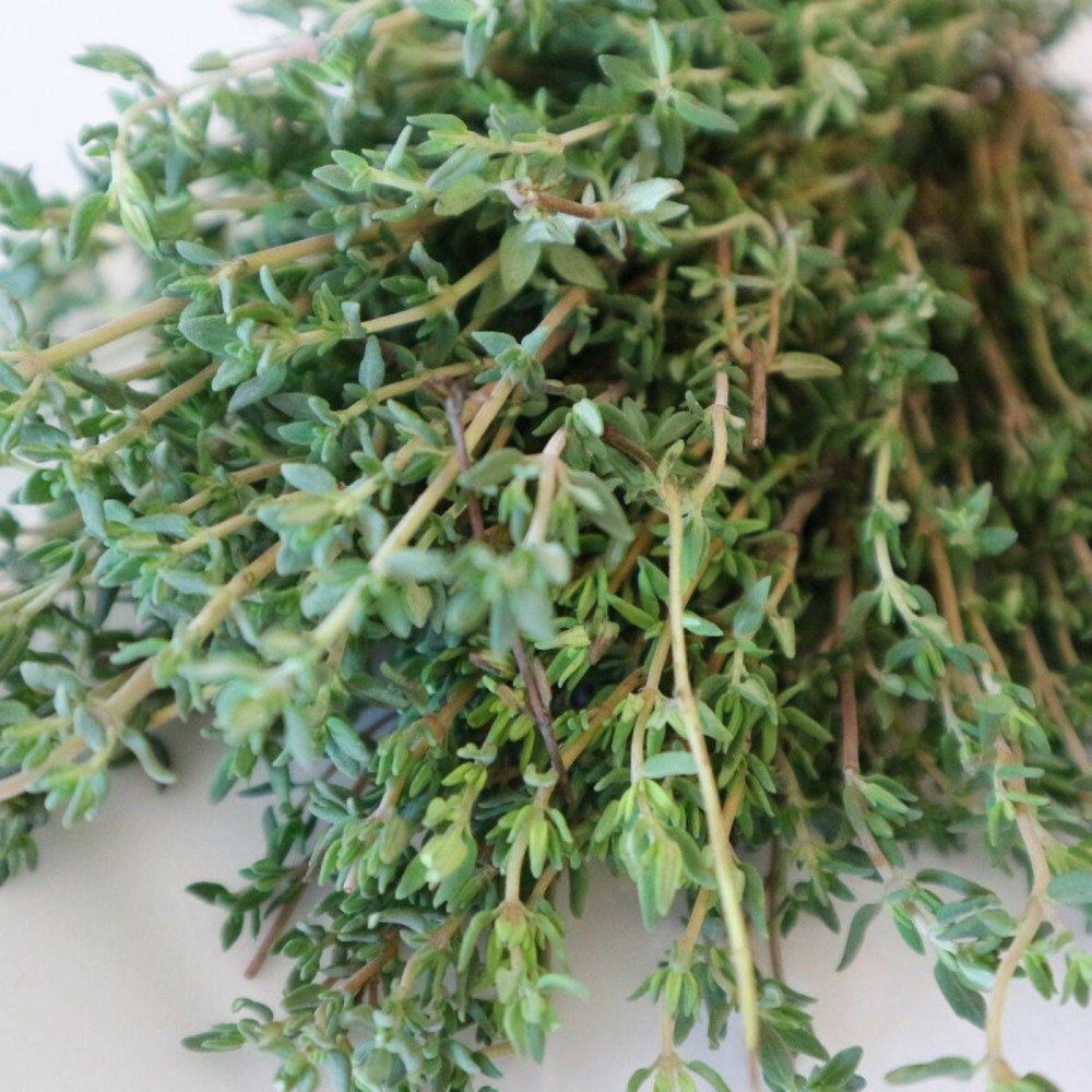 Thym commun vulgaris godet - 5/20 cm