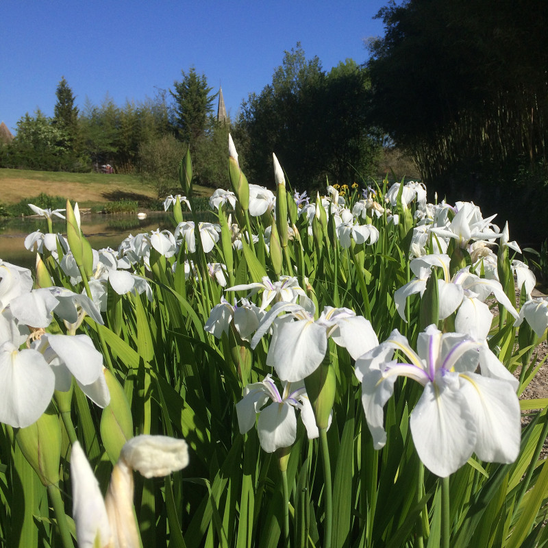 Iris laevigata 'snowdrift' - godet 8 (8cm x 8cm x7cm, 300 ml) hauteur 50 cm
